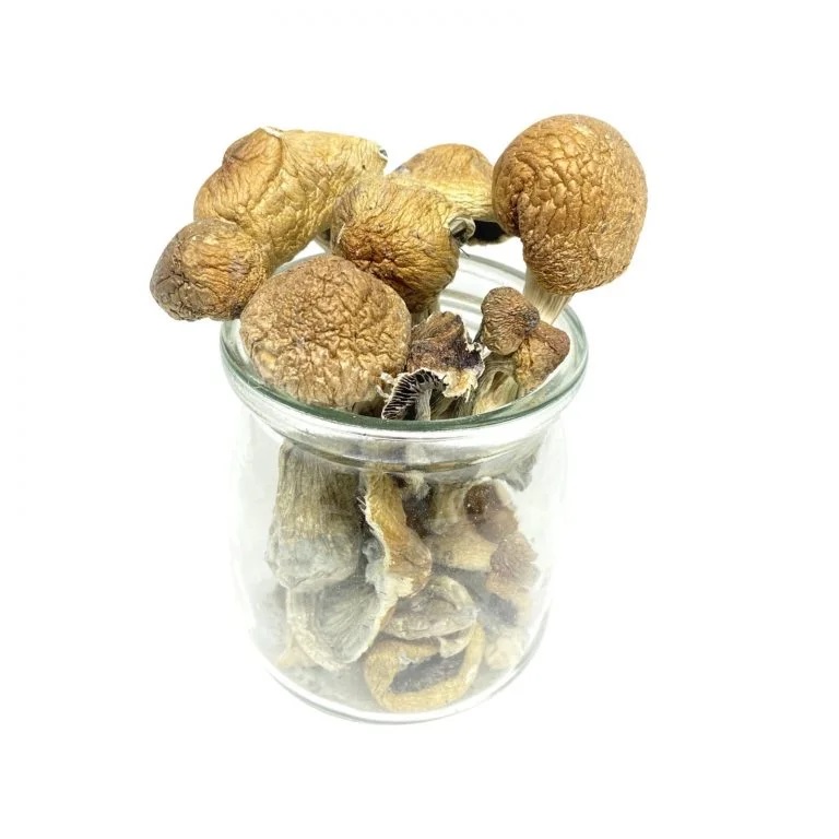 Mazatapec Magic Mushroom – Mungus