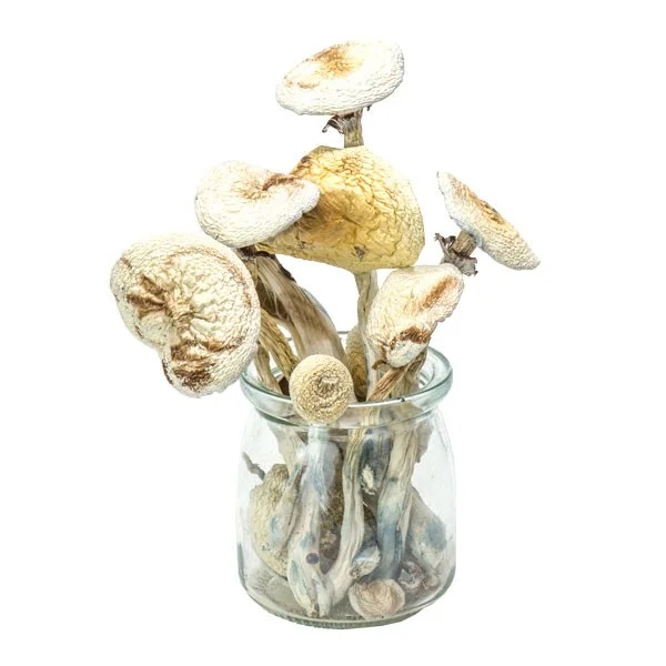 Rustic White Albino Magic Mushrooms – Mungus
