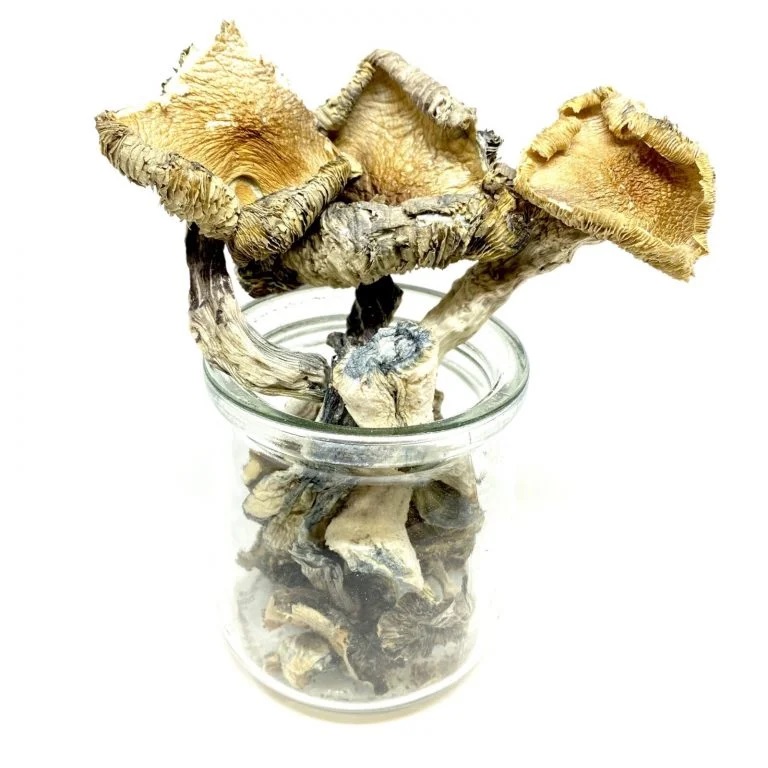 Mungus – Blue Meanie Magic Mushroom