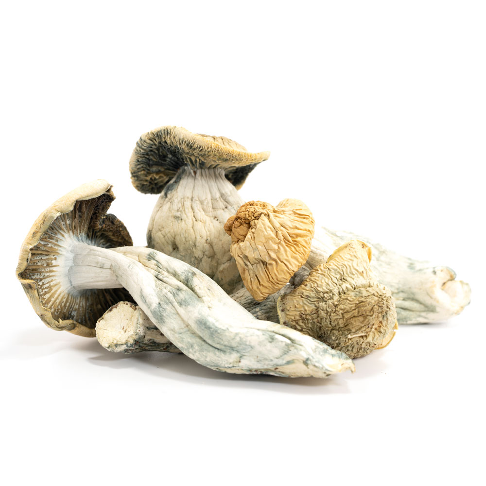 Penis Envy Shrooms